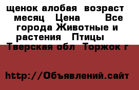 щенок алобая .возраст 1 месяц › Цена ­ 7 - Все города Животные и растения » Птицы   . Тверская обл.,Торжок г.